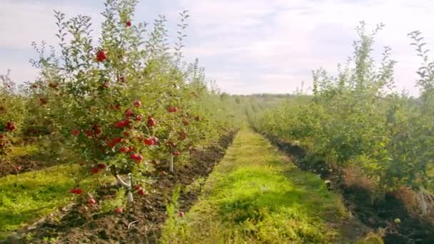 Jabloň. Krásná zralá červená jablka ovoce na pozadí stromu slunce v zahradě — Stock video