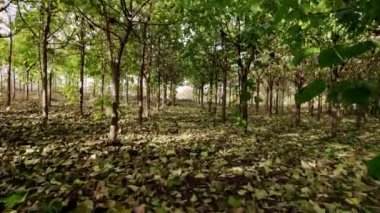 Paulownia ormanında yerde yaprakları olan bir drone uçur.