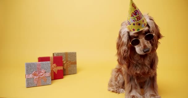 Inglês Cocker Spaniel vestindo chapéu de festa e muitos presentes em um fundo amarelo — Vídeo de Stock