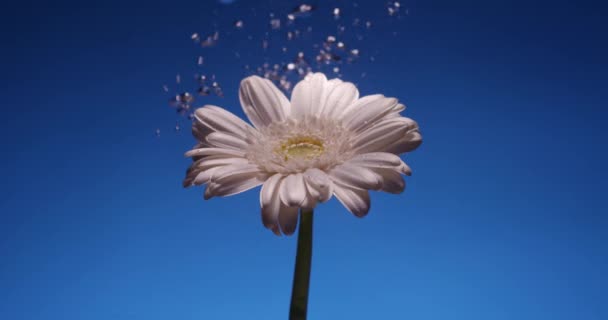 흰 국화 꽃 이물 수족관에 있다. 배경 이 푸른 사람들 — 비디오