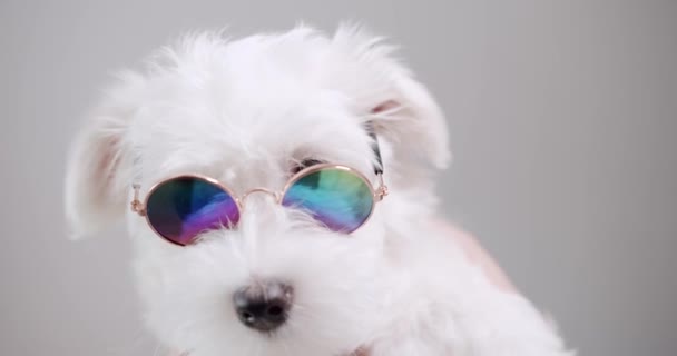 Little Bichon Frise con gafas de sol divertidas posa sobre un fondo blanco aislado — Vídeo de stock