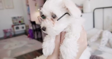 Küçük safkan köpek yavrusu Bichon Frise yatak odasında oynuyor.