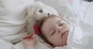 Sevimli bir kız çocuğu tatlı bir Bichon Frise ile huzur içinde uyuyor.