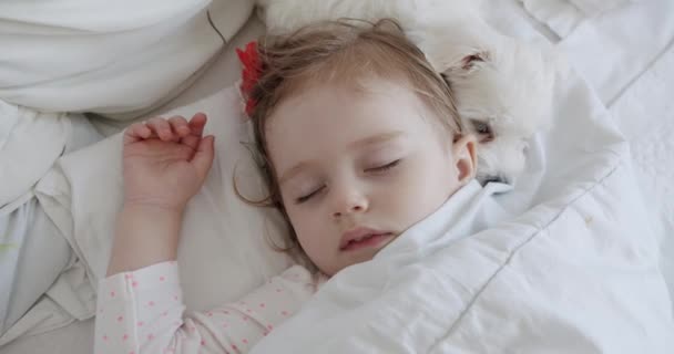 Adorabile ragazza di un anno che dorme tranquillamente con una dolce Bichon Frise — Video Stock