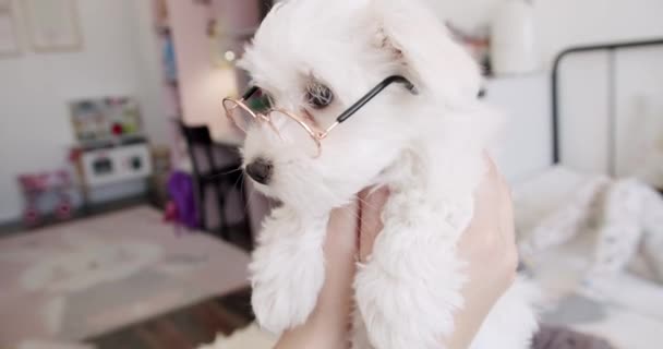 Pequeño cachorro de pura raza Bichon Frise con pequeños vasos está jugando en el dormitorio — Vídeo de stock