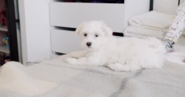 The activity in the house of the little white puppy Bichon Frise, Happy Dog. — Stock Video