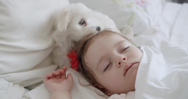 Bedårande en-årig flicka sover lugnt med en söt Bichon Frise — Stockvideo
