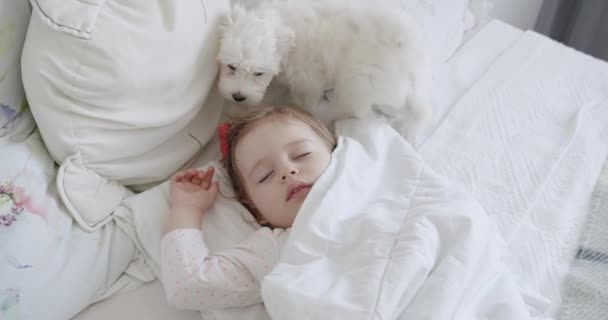 Bedårande en-årig flicka sover lugnt med en söt Bichon Frise — Stockvideo