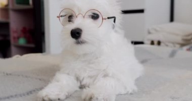 Küçük safkan köpek yavrusu Bichon Frise yatak odasında oynuyor.