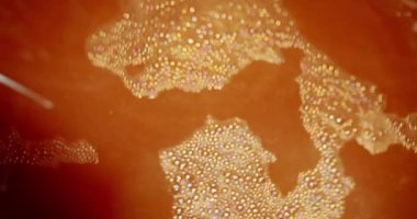 Bira üretimi bira fabrikasındaki büyük bir öğütme tankına malt tankı döküyor..