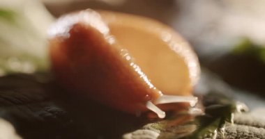 Kabuğu olmayan büyük bir salyangoz yolda sürünüyor. Helix pomatia da salyangoz, makro