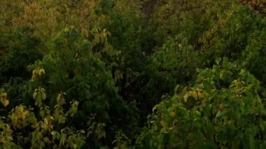 Gün batımında Paulownia ağaçlarıyla birlikte bir dron ormanın üzerinde uçuyor.