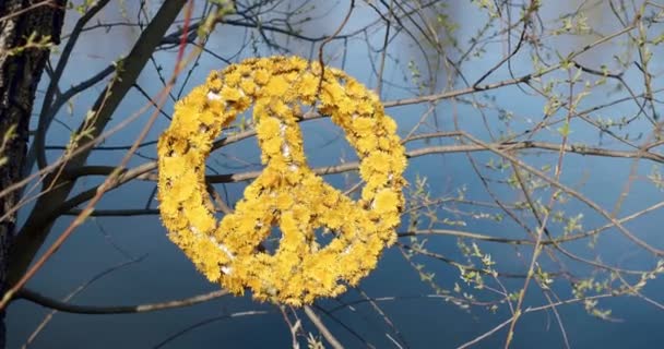 Símbolo de paz hecho de flores amarillas sobre un fondo de agua azul — Vídeos de Stock