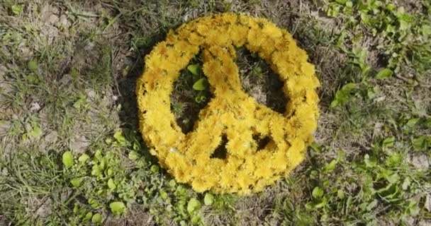 Símbolo de paz hecho de flores de diente de león amarillo sobre un fondo de hierba verde — Vídeos de Stock