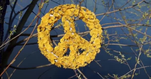 Un gran símbolo de paz hecho de flores amarillas sobre un fondo de agua azul — Vídeos de Stock