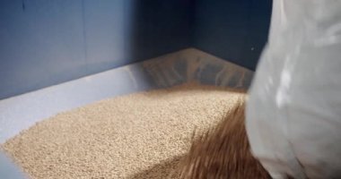 Bira üretimi bira fabrikasındaki büyük değirmen tankına malt taneleri döküyor. Büyük bira öğütme tankı. Delikten aşağı yağan malt taneleri. Malt ezici. Hazırlanıyor.