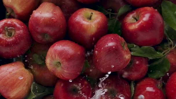 Malus Domestica Deliciosas Manzanas Rojas Naturales Con Muchas Hojas Agua — Vídeo de stock