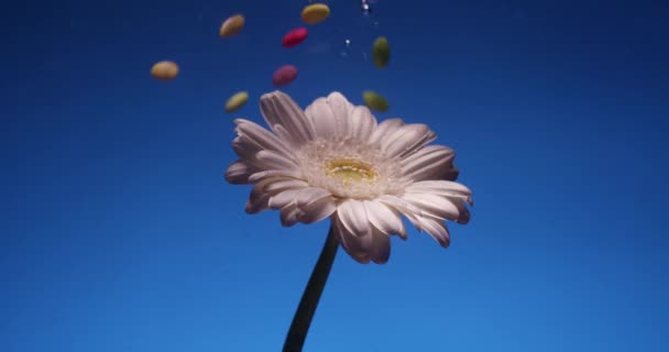 White Chrysanthemum Flower Water Aquarium Blue Background Many Colors Candy — Stockvideo