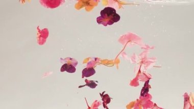 Suda yüzen güzel beyaz, sarı ve pembe amber çiçekleri. Çiçek açan amber çiçeği. Hibiscus çiçek açar. İlkbahar. Farklı renklerde ve çiçek açan yaratıcı çiçekler..