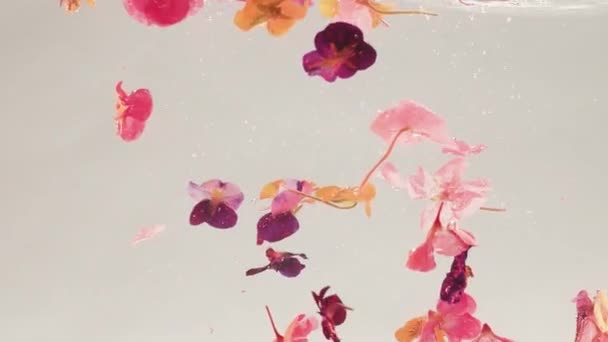 Mooie Witte Gele Roze Hibiscus Bloemblaadjes Drijven Het Water Bloeiende — Stockvideo