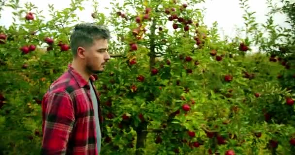 Farmer Walks Middle Apple Orchard Fresh Ripe Apples Apple Garden — Stock Video