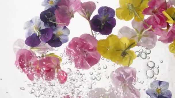 Hermosas Flores Hibisco Blanco Amarillo Rosa Pétalos Flotando Agua Flor — Vídeo de stock