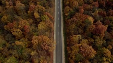 Renkli ormanlık alanda yol. Güzel bir ormanın sonbahar manzarası. Düz asfalt yolda, arabalar hareket halinde. Sonbahar mevsiminde ormanın renkli doğası. Hava görünümü