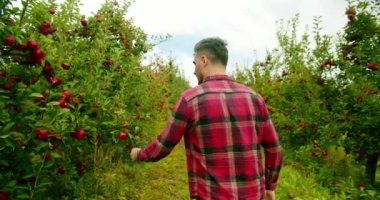  Elma bahçesi, büyük bir meyve bahçesinde hasat, gün batımında hasat teftişi. Tarım teknolojisi. Çiftçi taze ve olgun elmalarla elma bahçesinin ortasında yürür..