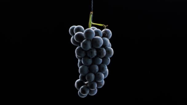 Fresh Black Grapes Rotation Isolated Black Background Super Slow Motion — Stock Video