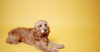 İzole edilmiş sarı arka planda İngiliz Cocker Spaniel. Hayvan başı yukarıda oturur ve kameraya bakar. Köpek Modeli ve Komik stüdyoda. Hayvan Modeli. Şirin köpek. Eğlenceli Köpek.