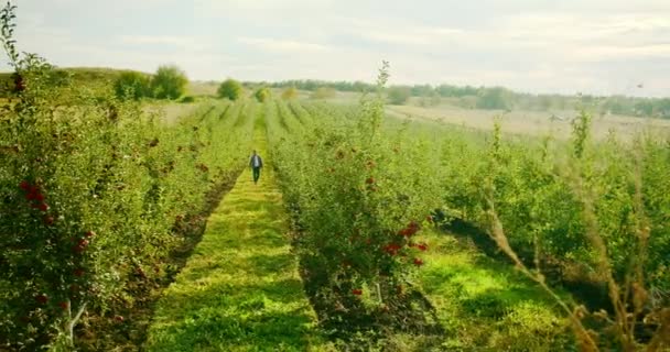 Bonden Går Mitt Äppelträdgården Med Färska Och Mogna Äpplen Äppelträdgård — Stockvideo