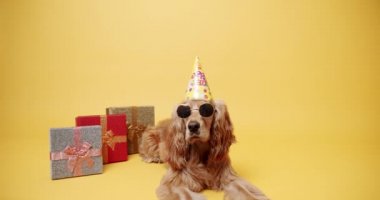İngiliz Cocker Spaniel Şapka Giyen Parti Şapkası ve Sarı Arkaplanda Bir Çok Hediye. Köpeklerin doğum günü. Hayvan başı yukarıda oturur ve kameraya bakar. Köpek Modeli ve Komik Stüdyoda.