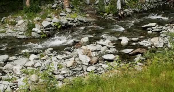 Mountain River Flowing Valley Wild Mountain River Flowing Stone Boulders — Αρχείο Βίντεο