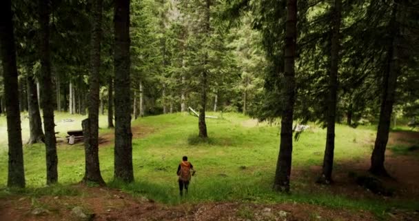 Caminata Masculina Con Mochila Trekking Bosque Pinos Aventurero Expedición Libertad — Vídeos de Stock