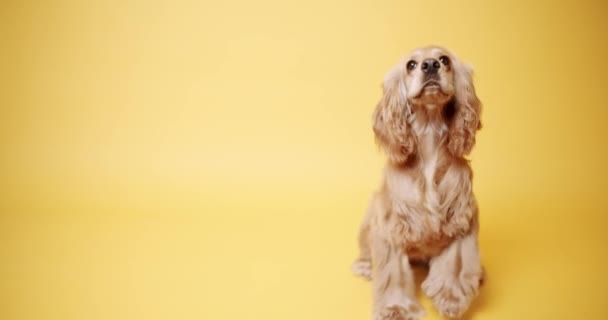 Inglês Cocker Spaniel Fundo Amarelo Isolado Animal Estimação Senta Com — Vídeo de Stock