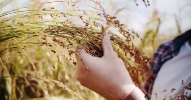 Człowiek Rolnik Pracujący Polu Kontroluje Uprawy Pszenicy Zarodków Naturalnych Rolnictwa — Wideo stockowe