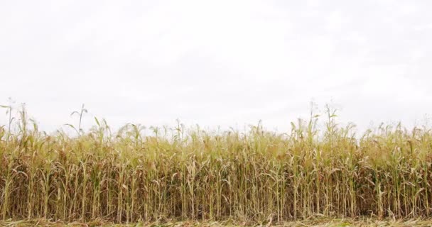 Pearl Millet Lapangan Konsep Agribisnis Bisnis Pertanian Memanen Konsep Kebun — Stok Video