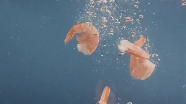 Tasty Shrimps Fall Water Blue Background Slow Motion Dish Preparation — стоковое видео