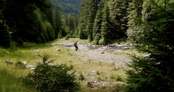 Male Traveler Hike Backpack Trekking Pine Woodland Adventurer Expedition Male — Wideo stockowe