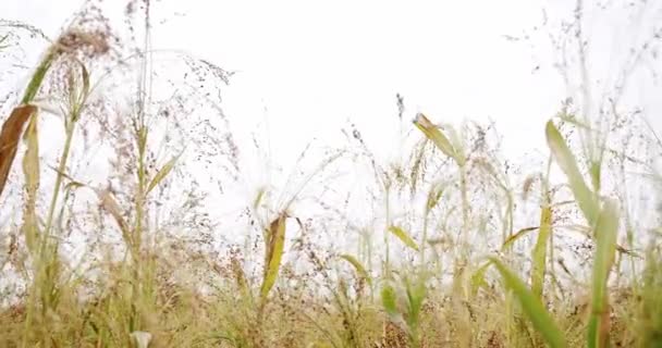 Pearl Millet Field Concept Agribusiness Business Agriculture Harvesting Concept Green — Vídeo de Stock