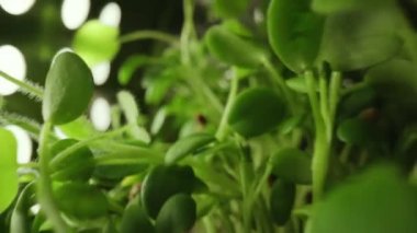 Micro greens. Natural beautiful concept, Clean and eco-friendly, Greenhouse for sprouting organic greens, newborn Cucumber plant in greenhouse agriculture, healthy food concept, vegan.