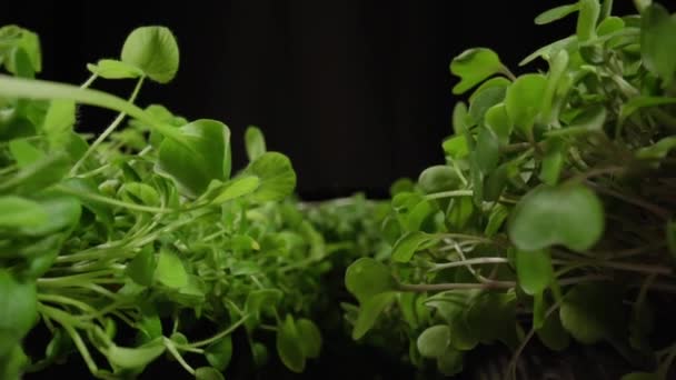 Microgreens Girasol Hermoso Concepto Natural Limpio Ecológico Invernadero Para Germinar — Vídeos de Stock