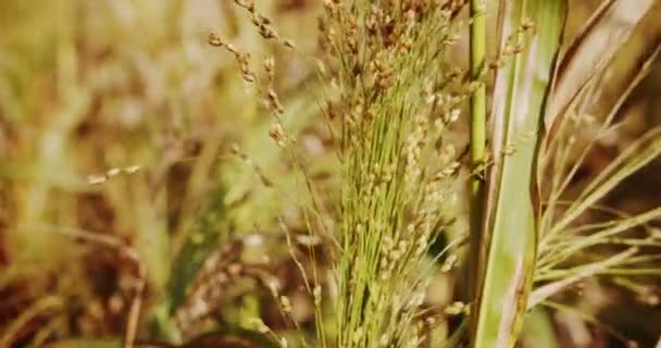 Pearl Millet Field Concept Agribusiness Business Agriculture Harvesting Concept Field — Vídeo de Stock