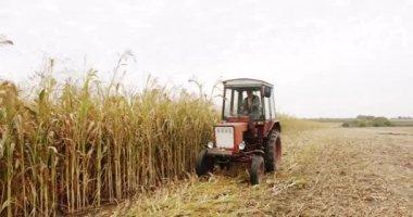 Traktör buğday tarlasında çalışıyor. Tarım sektörü kavramı. Yeşil süpürgenin sağlam kalite kontrolü. Sorghum temizliği ve tarım hasadı.