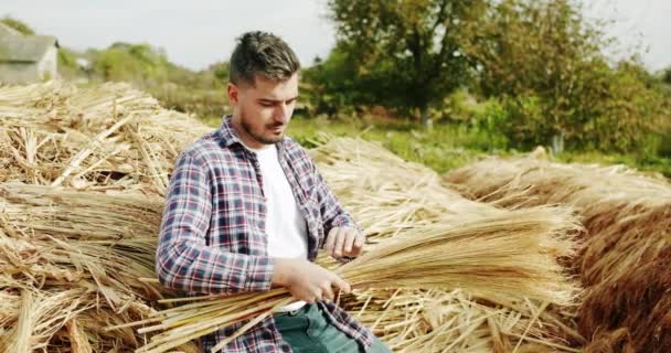 Homem Agricultor Que Trabalha Campo Inspeciona Cultura Gérmen Trigo Natural — Vídeo de Stock