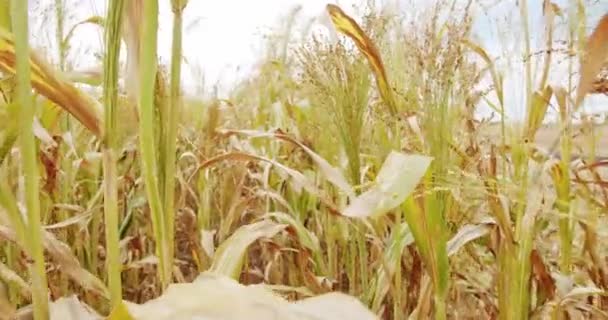 Sorghum Cultivation Biomass Production Pearl Millet Field Concept Agribusiness Business — Video