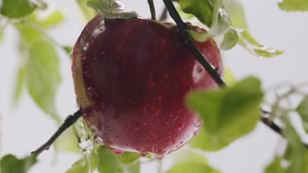 Harvest Many Red Ripe Juicy Apples Close Background Water Drip — Stock Video