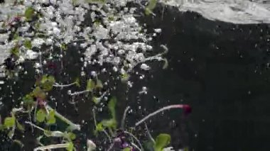  Organik yeşillikler filizlenen seralar, sera tarımında yeni doğmuş salatalıklar, sağlıklı gıda kavramı, vejetaryen. Ayçiçeği mikroçayırları. Doğal güzel konsept, temiz ve çevre dostu..