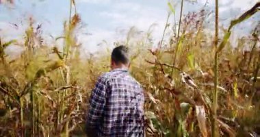 Genç çiftçi tarlada yürüyor. Tarım sektörü kavramı. İşletme tarım hasat konsepti. Kalite kontrol yeşil süpürge çiftliği. yeşil buğday hasadı mikrop tarım endüstrisi.