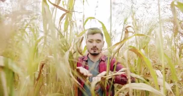 Young Farmer Walk Field Agriculture Concept Agribusiness Business Agriculture Harvesting — Video Stock